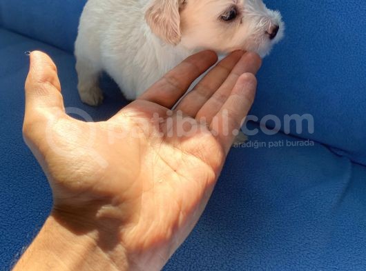 Maltase Yavru Saf Süs Köpekleri görsel