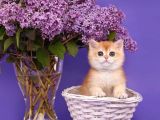 Show Kalite Golden Bebekler