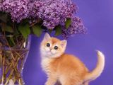 Show Kalite Golden Bebekler
