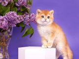 Show Kalite Golden Bebekler