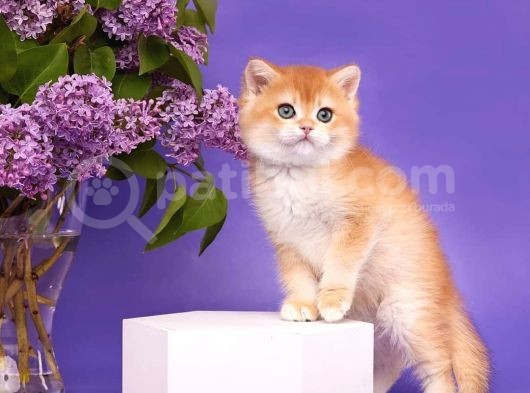 Show Kalite Golden Bebekler görsel