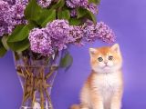 Show kalite golden bebekler