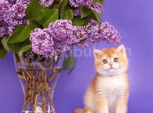 Show Kalite Golden Bebekler