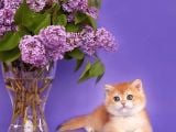 Show Kalite Golden Bebekler
