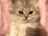 British Longhair Ve Shorthair Yavrularımız