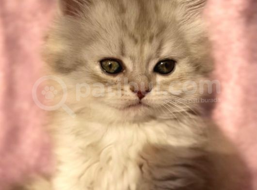 British Longhair Ve Shorthair Yavrularımız görsel