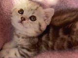 British longhair ve shorthair yavrularımız