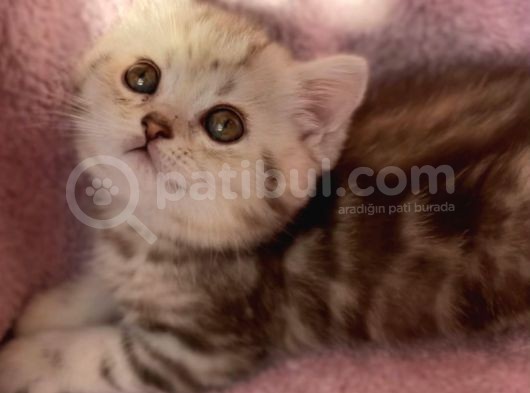 British Longhair Ve Shorthair Yavrularımız