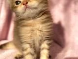 British Longhair Ve Shorthair Yavrularımız