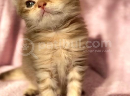 British Longhair Ve Shorthair Yavrularımız görsel