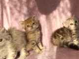 British Longhair Ve Shorthair Yavrularımız
