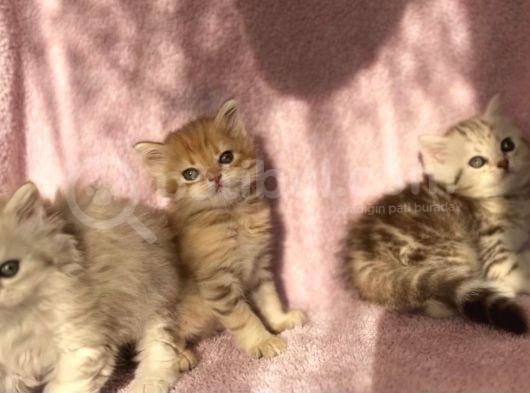 British Longhair Ve Shorthair Yavrularımız görsel