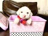 MALTESSE TERRİER  