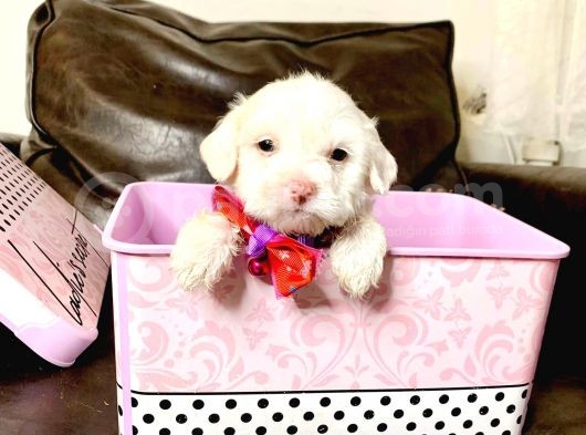 Maltesse Terri̇er  