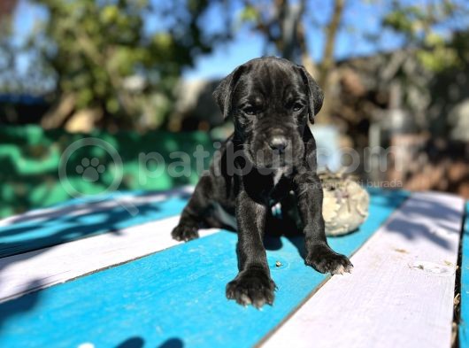 Siyah Cane Corsa Yavrularımız görsel