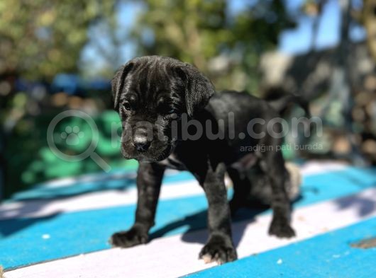 Siyah Cane Corsa Yavrularımız görsel