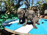 Blue Cane Corso Yavrularımız