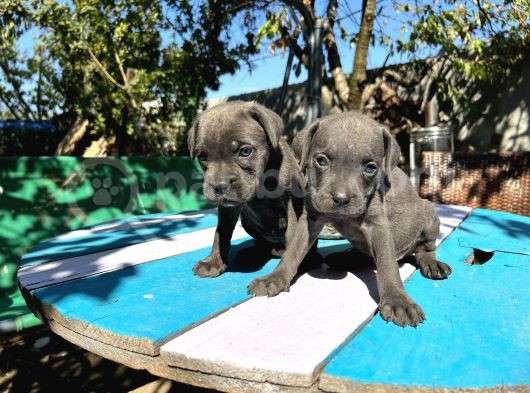 Blue Cane Corso Yavrularımız görsel