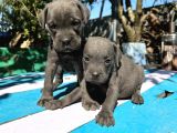 Blue Cane Corso Yavrularımız