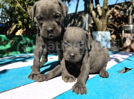Blue Cane Corso Yavrularımız görsel