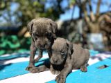 Blue Cane Corso Yavrularımız