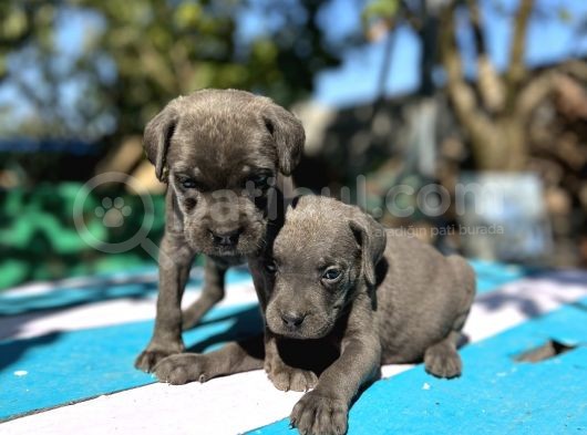 Blue Cane Corso Yavrularımız görsel