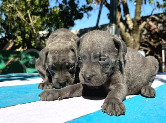 Blue Cane Corso Yavrularımız görsel