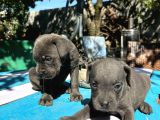 Blue Cane Corso Yavrularımız