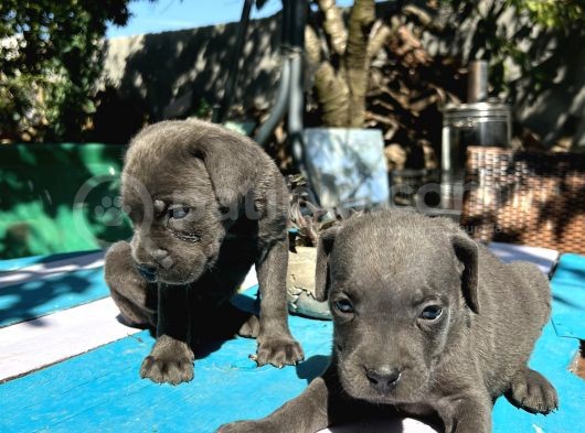 Blue Cane Corso Yavrularımız görsel