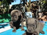 Blue Cane Corso Yavrularımız