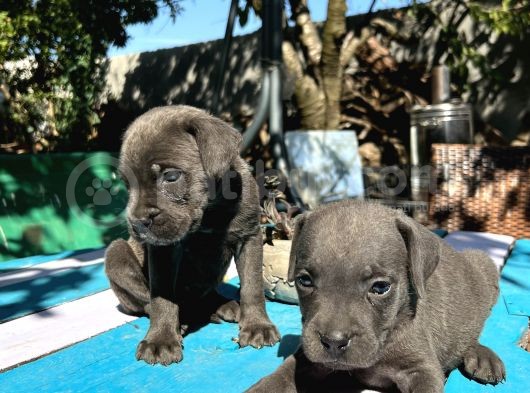 Blue Cane Corso Yavrularımız görsel