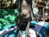 Blue Cane Corso Yavrularımız