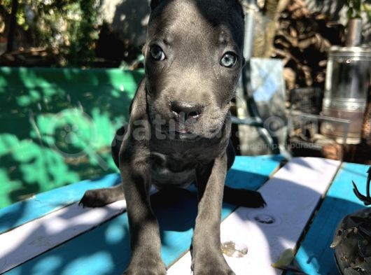 Blue Cane Corso Yavrularımız görsel