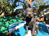 Blue Cane Corso Yavrularımız