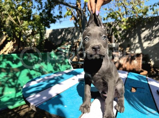 Blue Cane Corso Yavrularımız