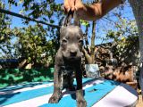 Blue Cane Corso Yavrularımız
