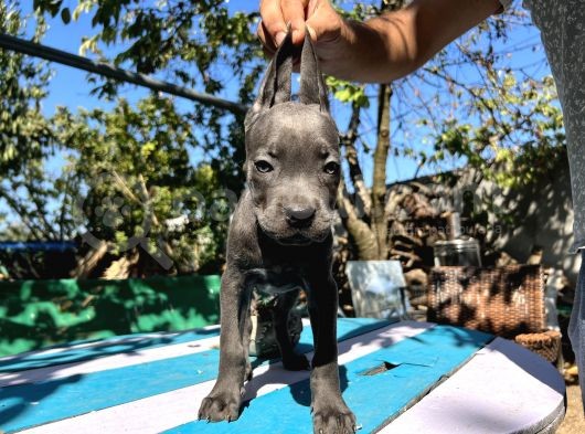 Blue Cane Corso Yavrularımız görsel
