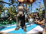 Blue Cane Corso Yavrularımız