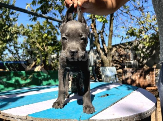Blue Cane Corso Yavrularımız görsel