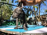 Blue Cane Corso Yavrularımız