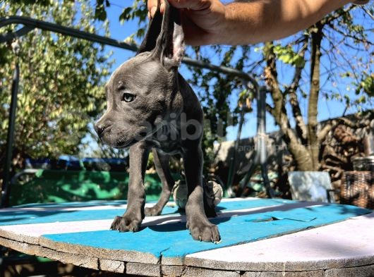 Blue Cane Corso Yavrularımız görsel