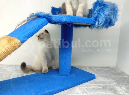 Yeni̇ Yuvasina Gi̇tmeye Hazir Scohti̇sh Fold görsel