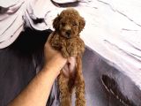 Toy Poodle Safkan A Kali̇te Redbrown