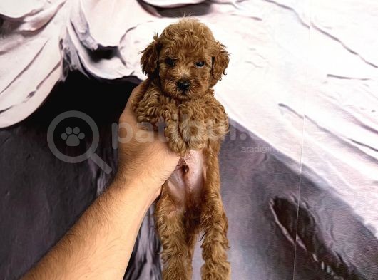 Toy Poodle Safkan A Kali̇te Redbrown görsel