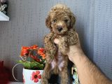 TOY POODLE SAFKAN A KALİTE REDBROWN