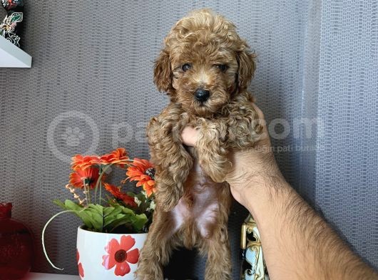 Toy Poodle Safkan A Kali̇te Redbrown