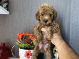 Toy Poodle Safkan A Kali̇te Redbrown