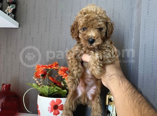 Toy Poodle Safkan A Kali̇te Redbrown görsel