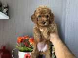 Toy Poodle Safkan A Kali̇te Redbrown