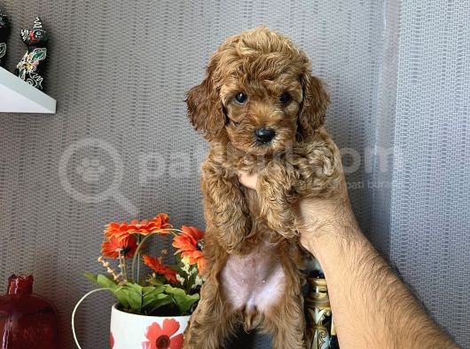 Toy Poodle Safkan A Kali̇te Redbrown görsel